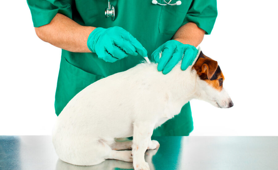 Veterinário passando antipulgas no cachorro