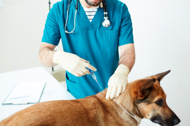 Vacina antirrábica: a importância para a vida dos pets!