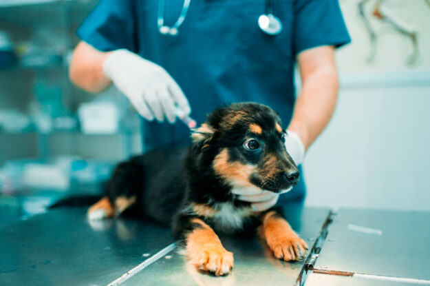 Vacinas caninas: proteja seu pet durante os primeiros meses de vida