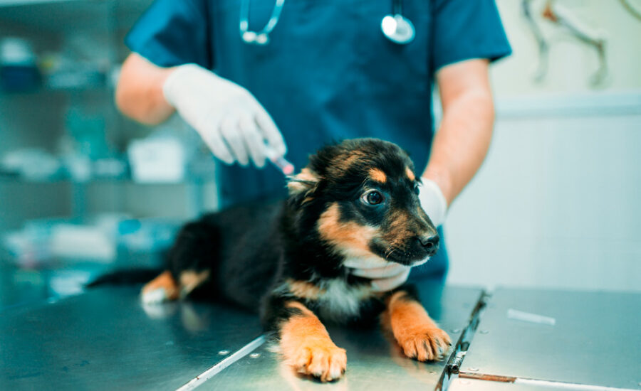Médico veterinário aplicando vacina em cachorro filhote
