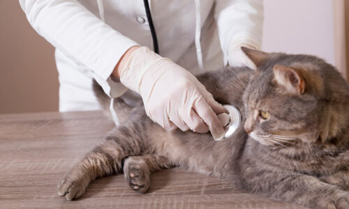 Gato ao veterinário: com que frequência você deve levá-lo?